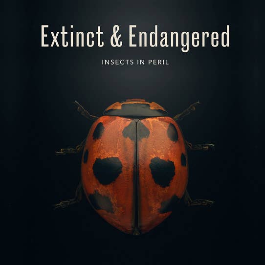 Ausgestorben & Gefährdet: Insekten in Gefahr für den Großhandel von Bradley's Book Clearance