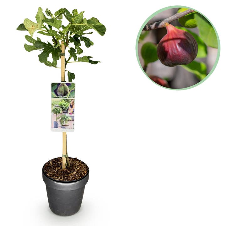 Vijgenboom Ficus carica 'Brown Turkey' – Stamplant – Hoogte ca. 90 cm – Ø19 cm – Fruitplant voor terras & tuin – Eetbare vruchten – Onderhoudsvriendelijk & robuust voor wholesale door Oasis of Life