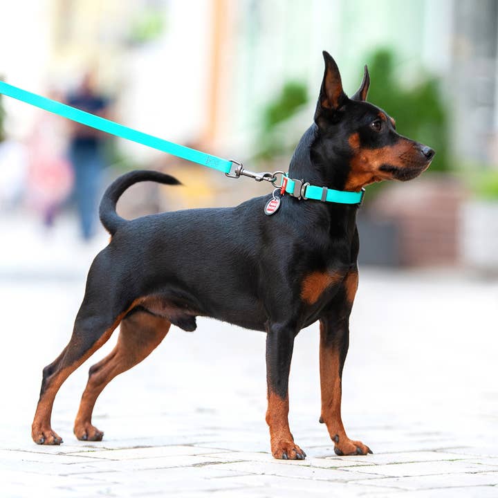 COLLAR spolka z o.o. - Vente Collier – chien - Collier pour chien WAUDOG Waterproof glow in the dark XL3