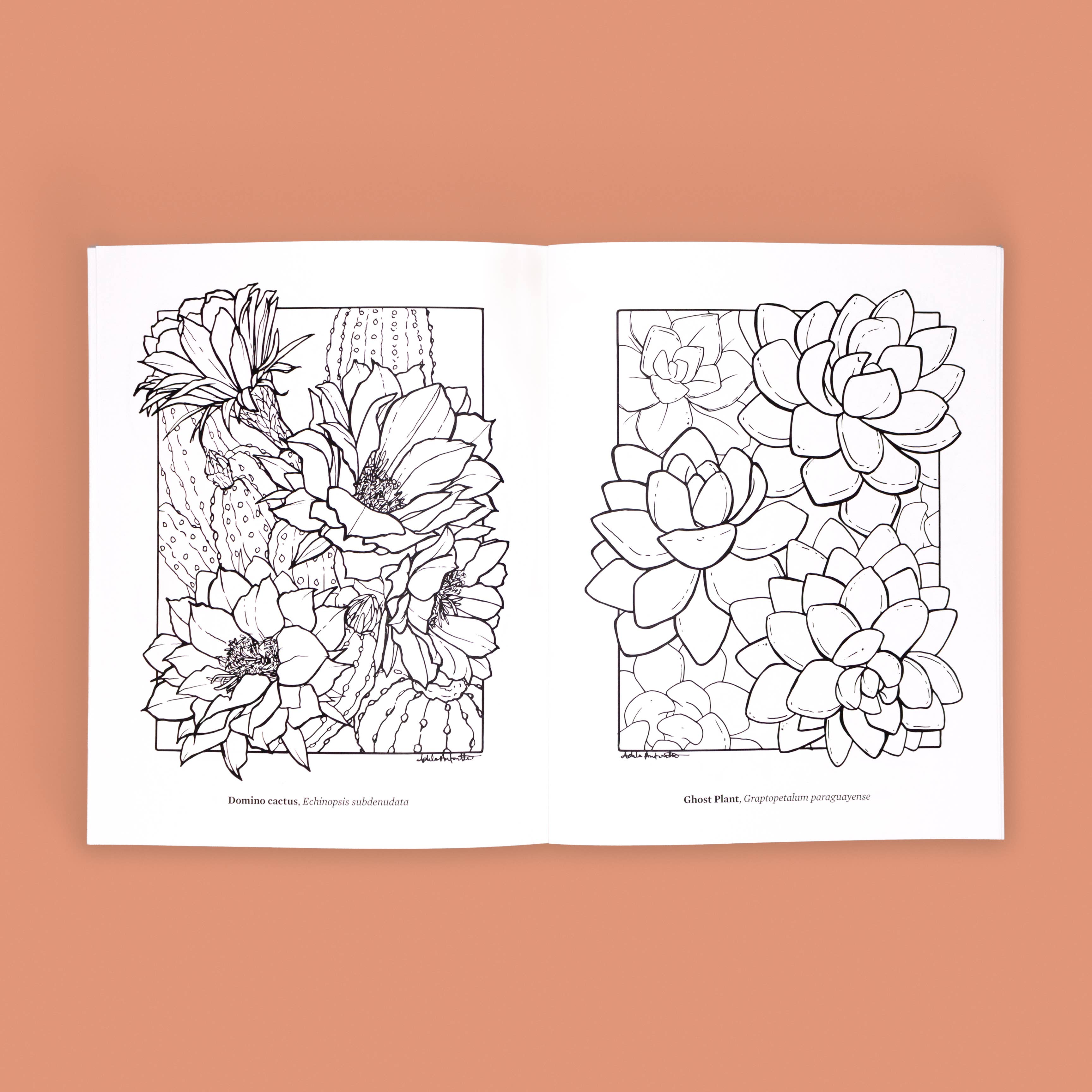 Cacti Oasis© - Wholesale Coloring & Activity Book - Adult - The Cacti Oasis© Coloring Book: Cacti & Succulents5