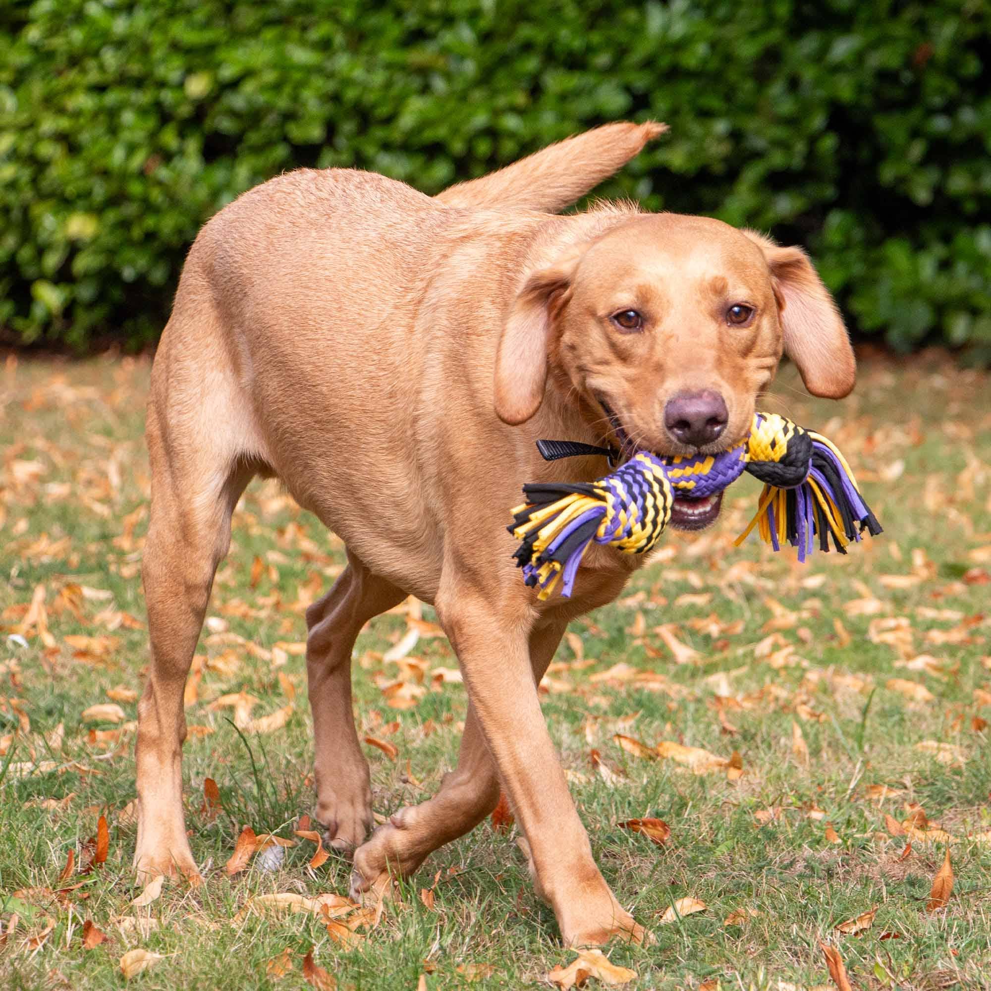 Ancol Pet Products Ltd - Wholesale Pet Rope Toy - Dog - Play Time For Dogs Squeaky T-Shirt Rope Ball S/M2