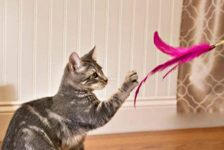 Dr. Pussums Catnip - Wholesale Pet Toy - Cat - Cat Teasers Cat Toys5