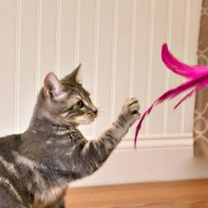 Dr. Pussums Catnip - Wholesale Pet Toy - Cat - Cat Teasers Cat Toys5