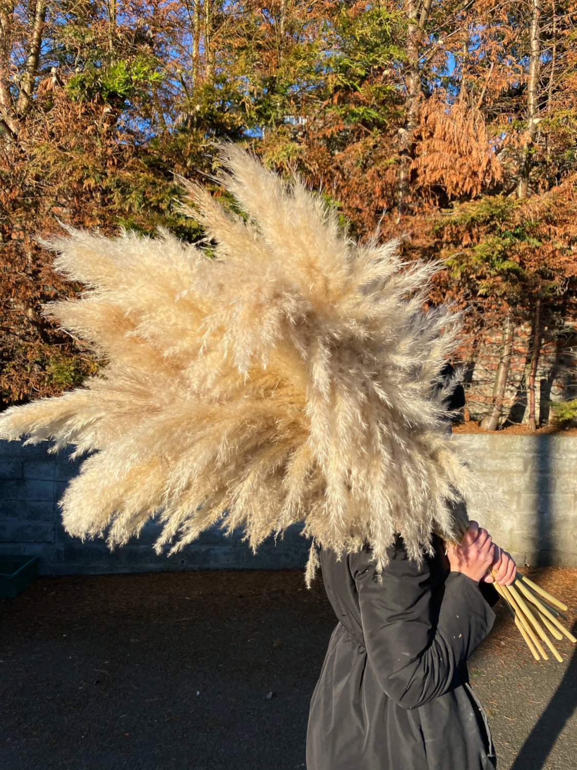 LoveProducts Ltd - Venta al por mayor Flores secas/prensadas - Hierba pampeana grande Alta esponjosa Caña seca decoración floral boho12