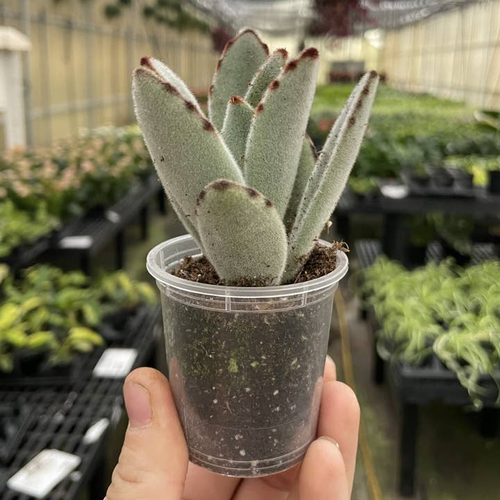 Plante vivante Kalanchoe Panda - 2" pour la vente par Thorsen's Greenhouse