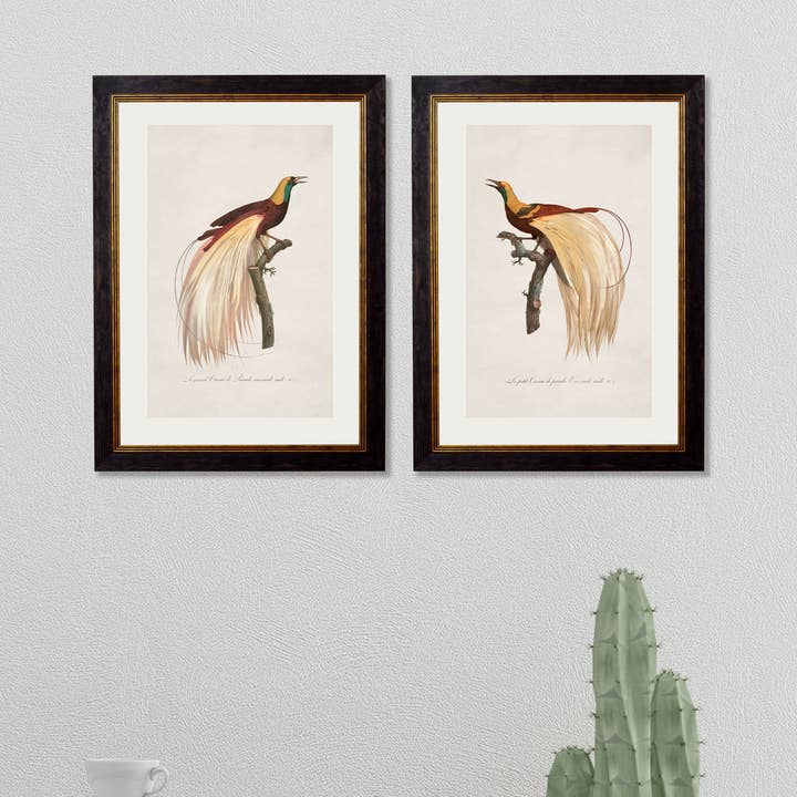 TA Interiors - Wholesale Art Print - c.1809 Birds of Paradise