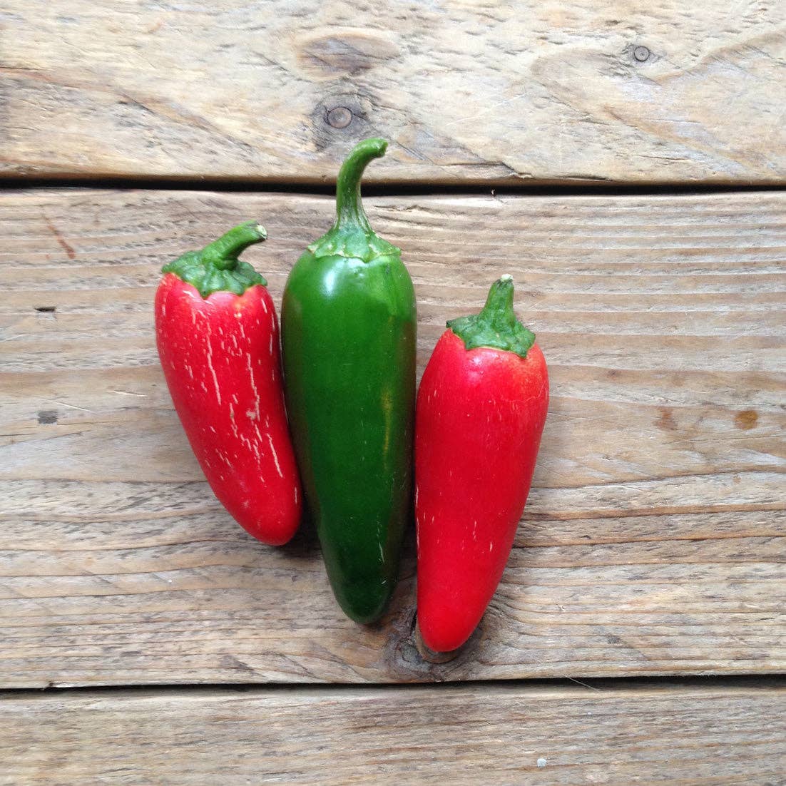 Piccolo Seeds - Wholesale Plant Seeds - Hot Pepper Jalapeño M1