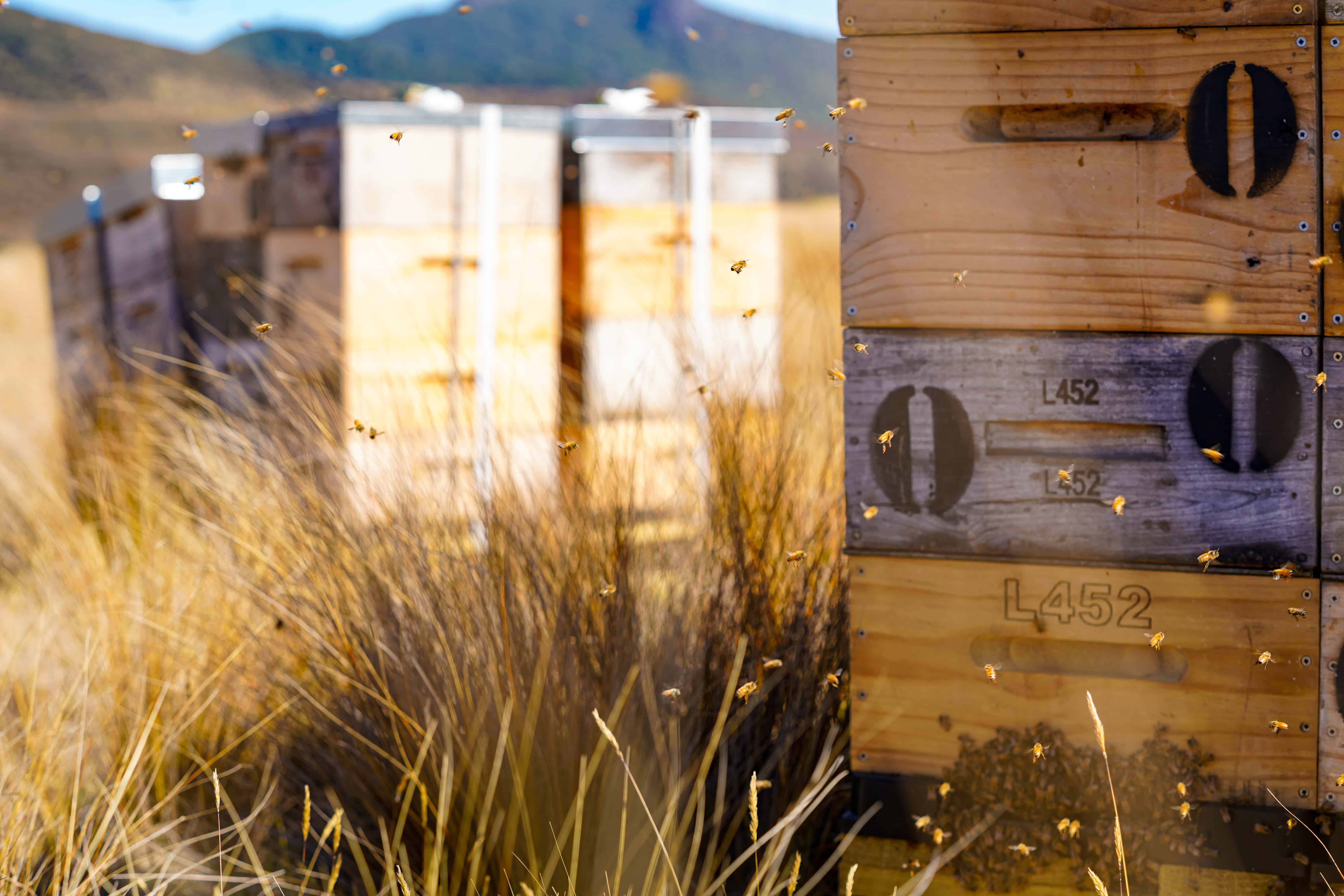 Zealandia Honey - Wholesale Honey - Zealandia Honey® Platinum2