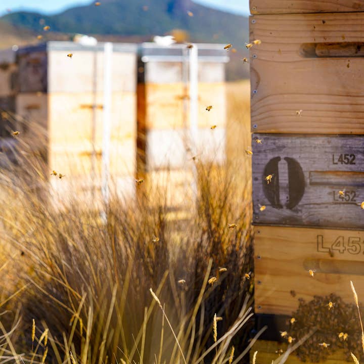 Zealandia Honey - Wholesale Honey - Zealandia Honey® Platinum2