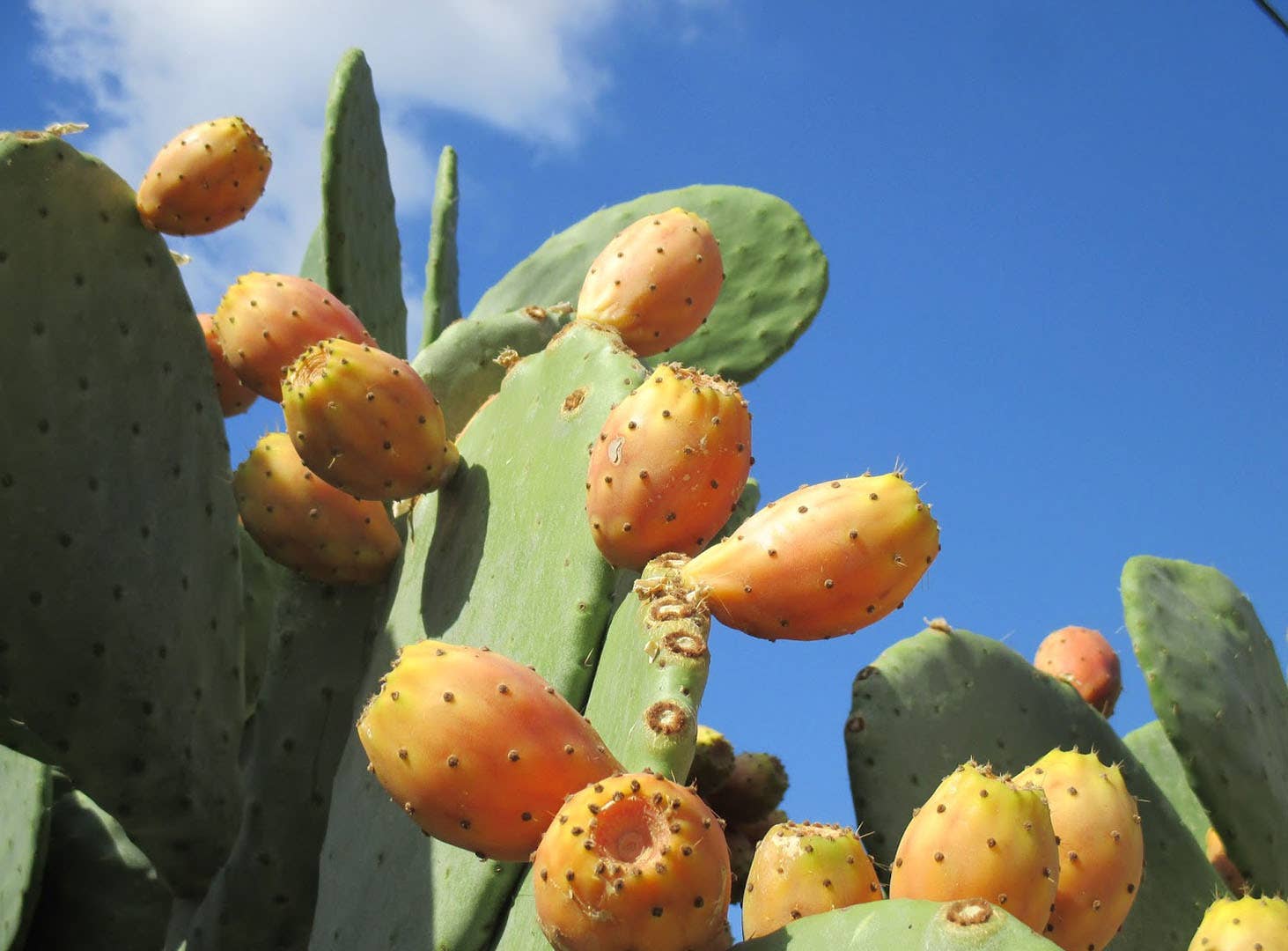 Sea Moss Organics LLC - Vente Supplément oral/vitamine - Gel de mousse de mer sauvage aux fruits de figue de Barbarie 454 g4