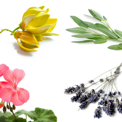 Temple of Life Oils & Perfumes – Engroshandel Æterisk olie – Æterisk Olie | Livets Rejse | Balancering | Aromaterapi2