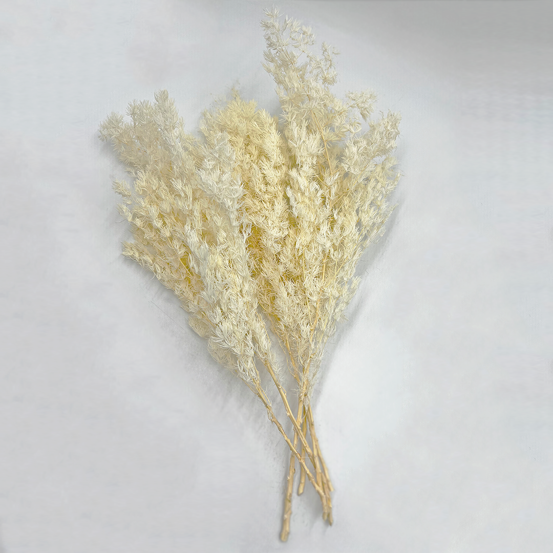 2626 Designs - Venta al por mayor Flores secas/prensadas - Helecho Espárrago Preservado, de 30 a 50 cm de largo17