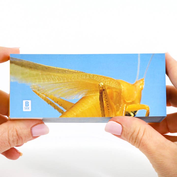 Flipboku - Vendita all'ingrosso Libro su natura e attività all'aria aperta - Collezione Flipbook Motion in Nature8