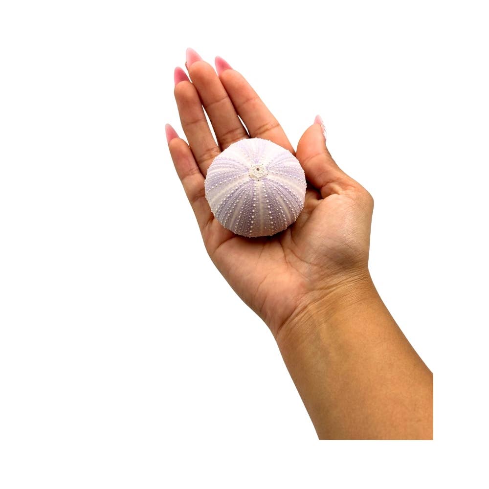 Earths Elements Wholesale - Wholesale Decorative Tabletop Object - Violet Urchin3