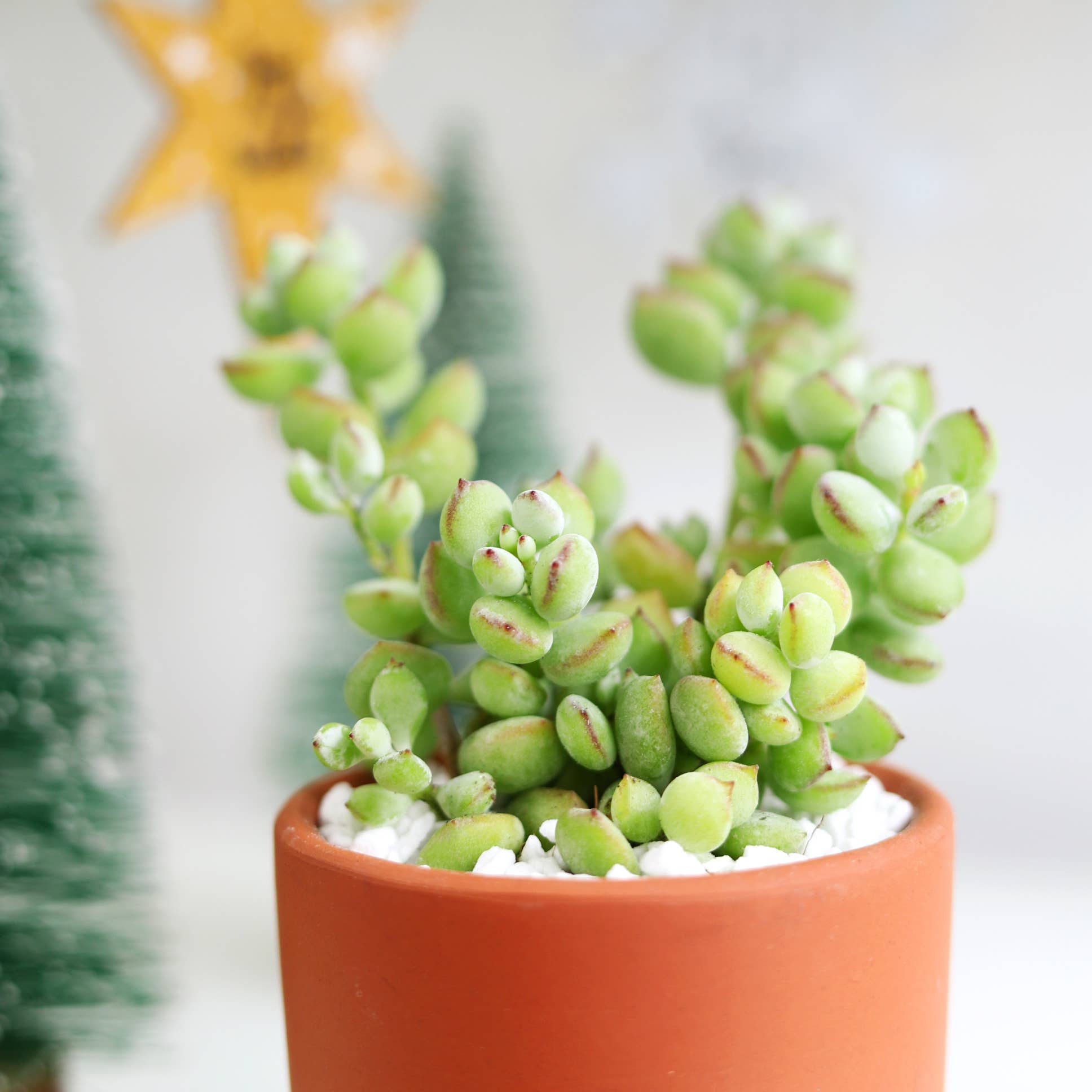 Best Plant Friend - Wholesale Succulent - Cotyledon Pendens - Cliff Cotyledon Succulents 4" Pot7