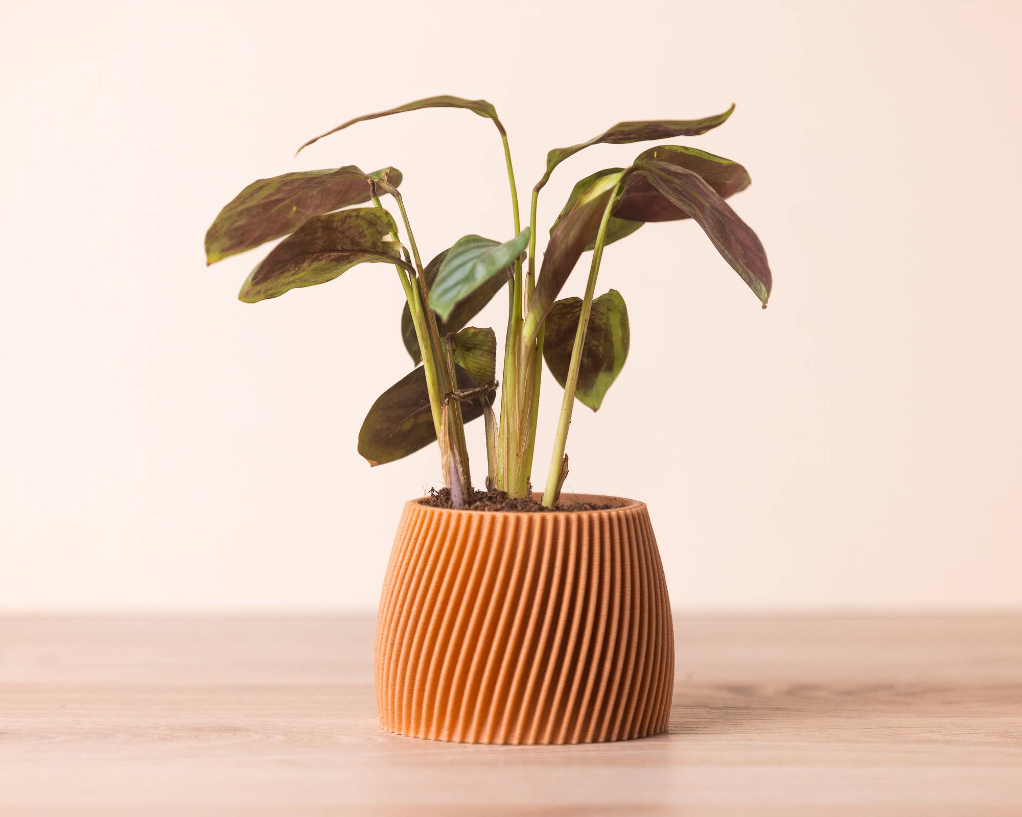 Copo Design - Wholesale Plant Pot - Small planters - Wood based - Plastic free - Vorte1