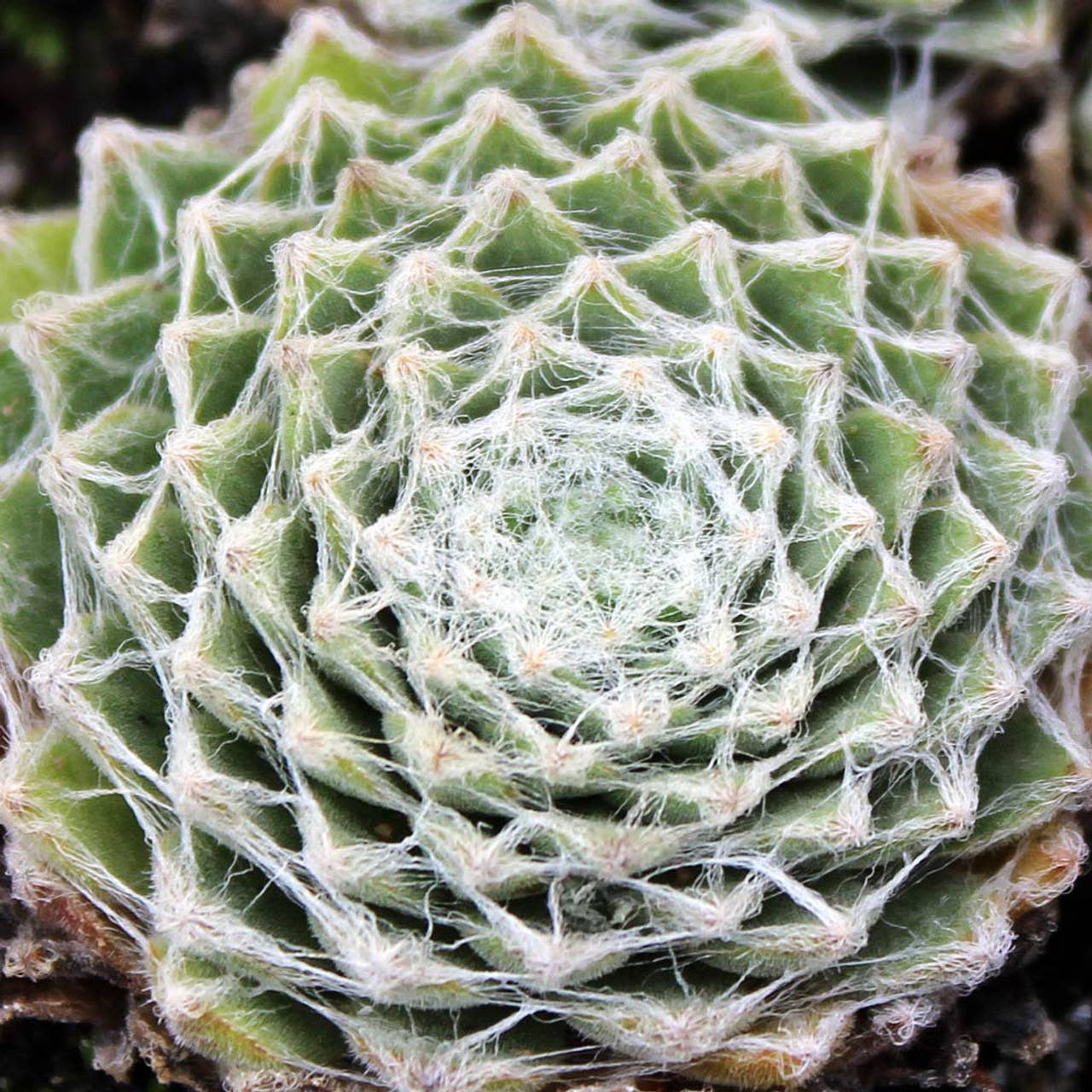 Best Plant Friend - Wholesale Succulent - Sempervivum 'Gorges de Daluis' - 2" Grower Pot0