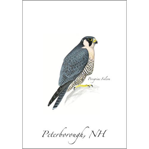 Peregrine Falcon for wholesale by Earth Sky + Water
