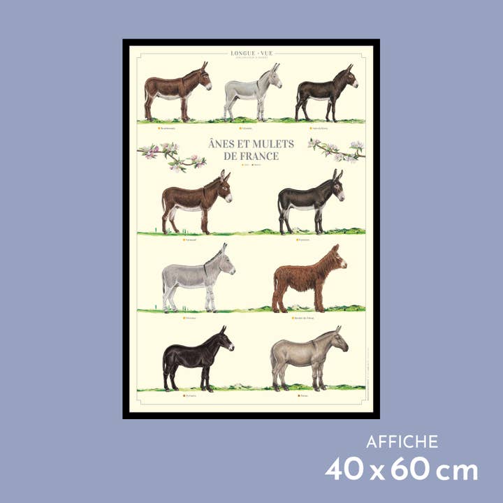 French donkeys and mules - Poster for wholesale by Longue-vue