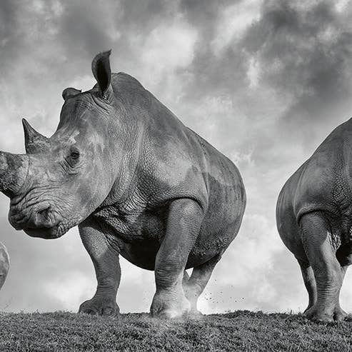 gestalten & teNeues - Wholesale Display Book - Mother4