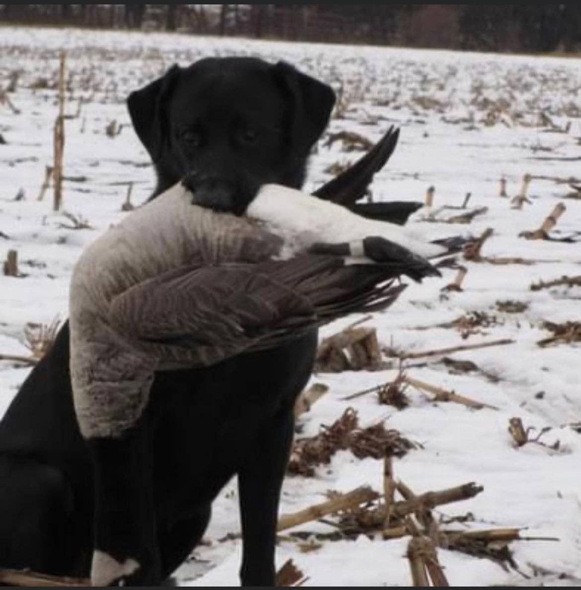 Hurricane Marsh Outfitters - Wholesale Screen Printed T-Shirt - Men's - The Good Boy T-Shirt2