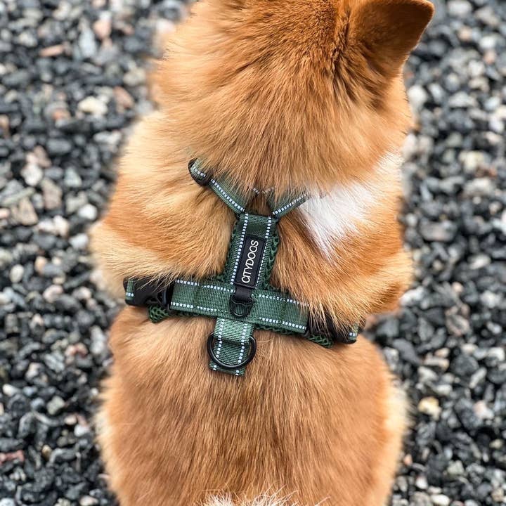 CityDogs - Wholesale Pet Harness - Dog - Earthpaws - Adjustable padded y harness