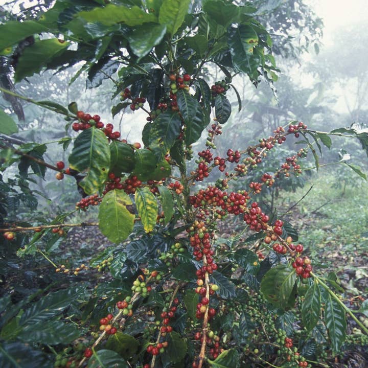 Honduras - Ground for wholesale by Pot Heads Coffee House