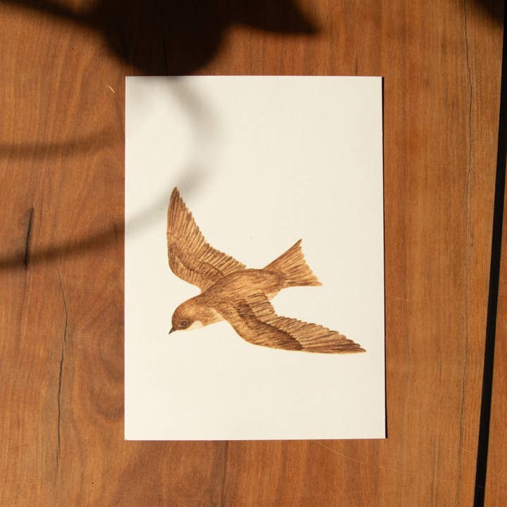 Postcard Animals - Swift for wholesale by erd.apfel