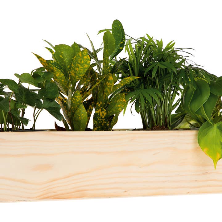 Jardines/contenants en bois 20 x 4 po avec poignées pour la vente par UNIMIX FLORAL