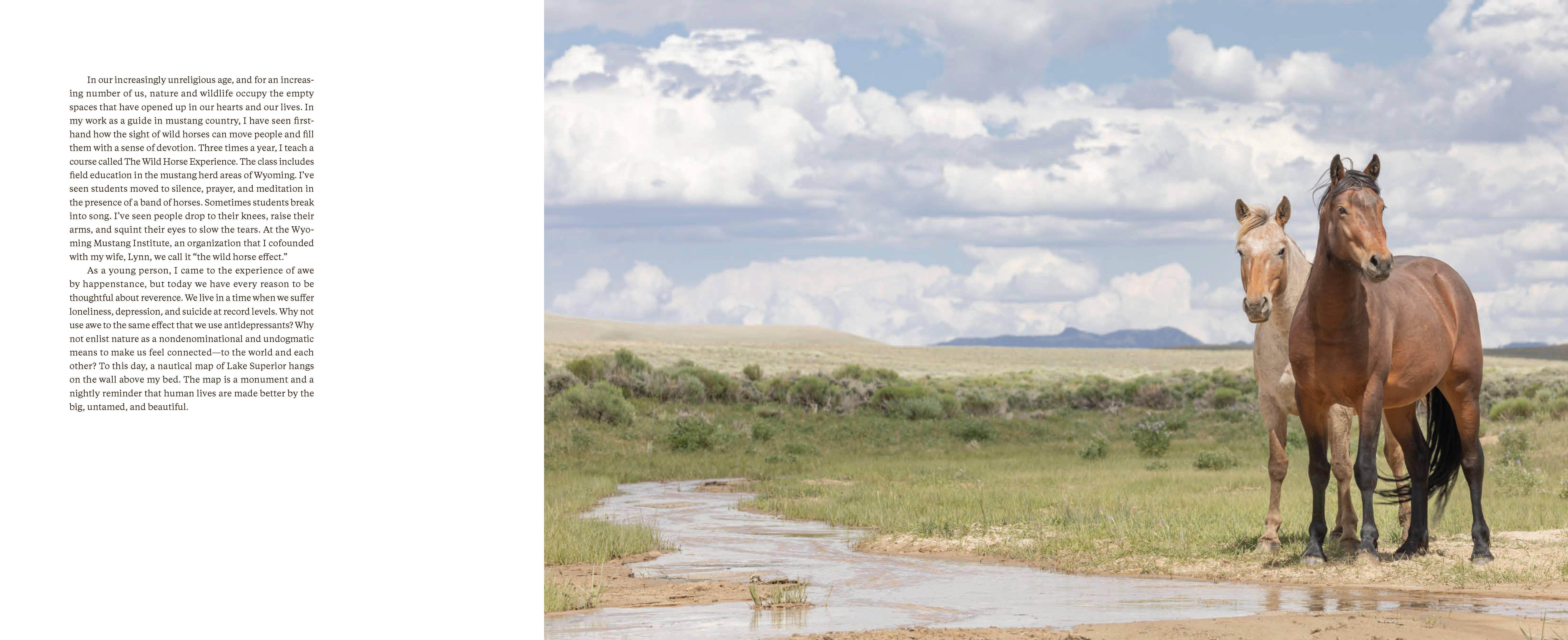 Chronicle Books - Wholesale Nature & Outdoors - Wild Horse Effect2