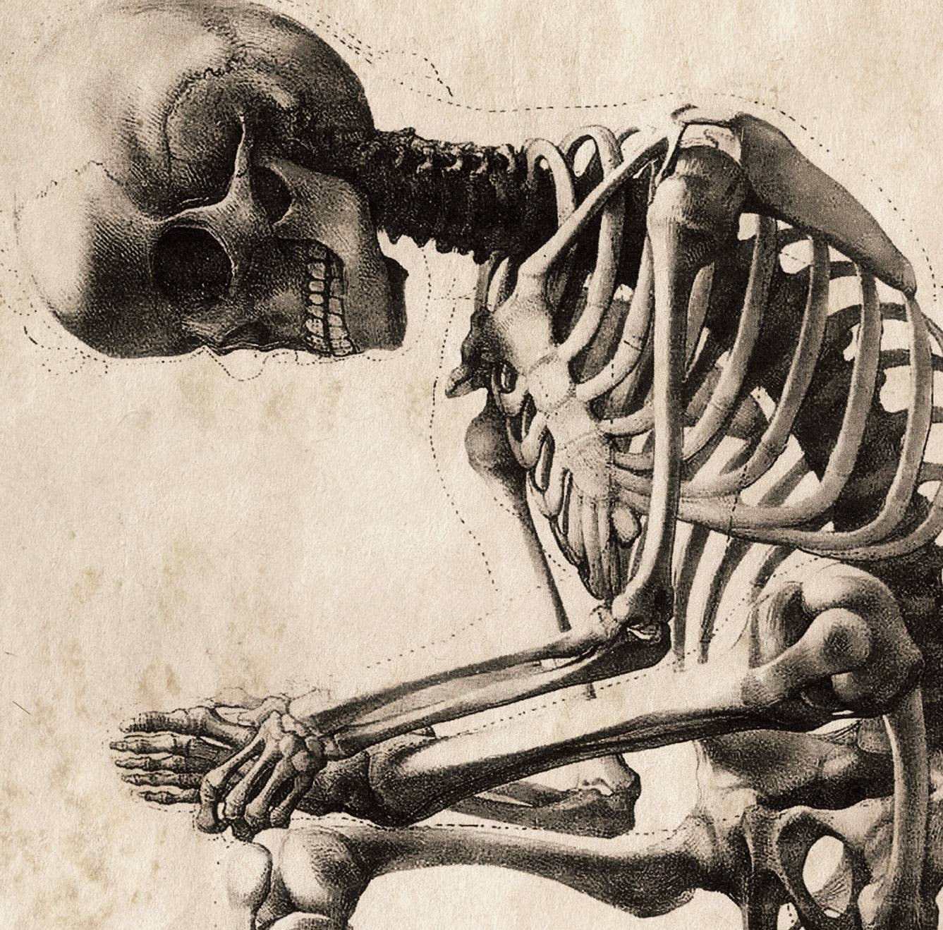 Curious Prints – wholesale Art print – Vintage Anatomy Sitting Skeleton Print w/ optional frame1