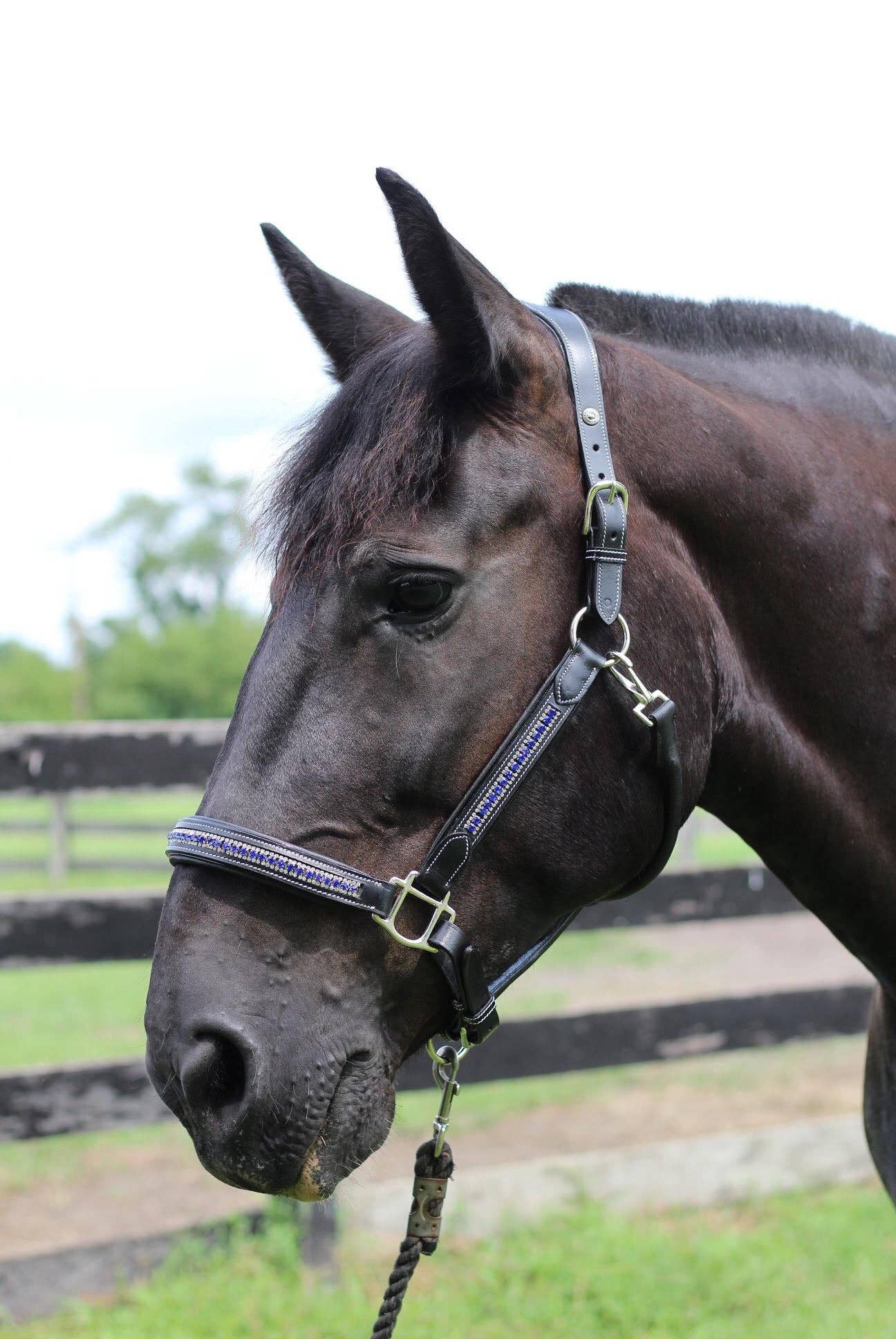 JPC Equestrian - Wholesale Horseback Riding Gear - Henri de Rivel Padded Jewel Halter - Horseback Riding Gear8