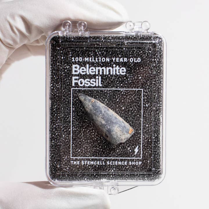 Stemcell Science Shop – wholesale Dekorativt bordsobjekt – Belemnite dekorativ fossildisplay0