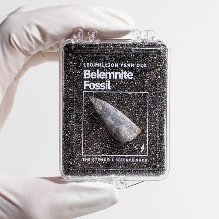 Belemnite Decorative Fossil Display and other Purchase Wholesale cuttlefish bone. Free Returns & Net 60 Terms on Faire trending on Faire.