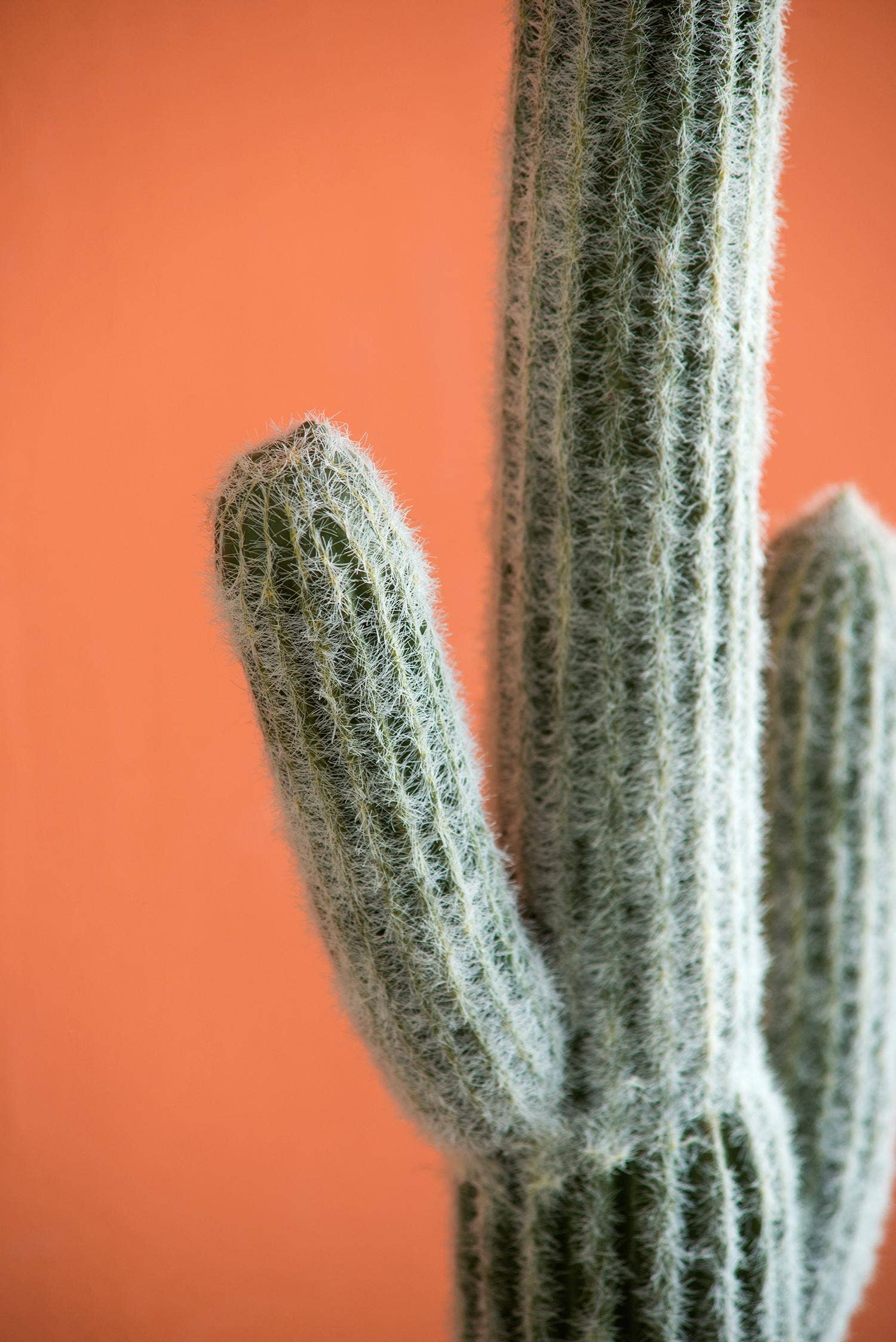 A&B Home Group Inc. - Wholesale Artificial Plant - 8x5x24.5"H Potted Faux Saguaro Cactus - White/Green4