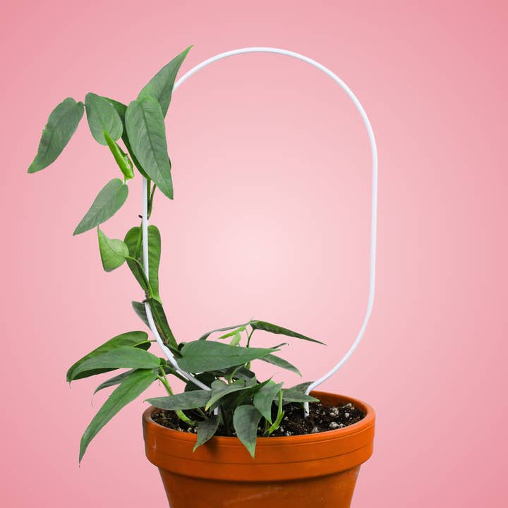 Mossify - Wholesale Trellis - Oval Metal Plant Trellis – 17” Support for Planters Vertical