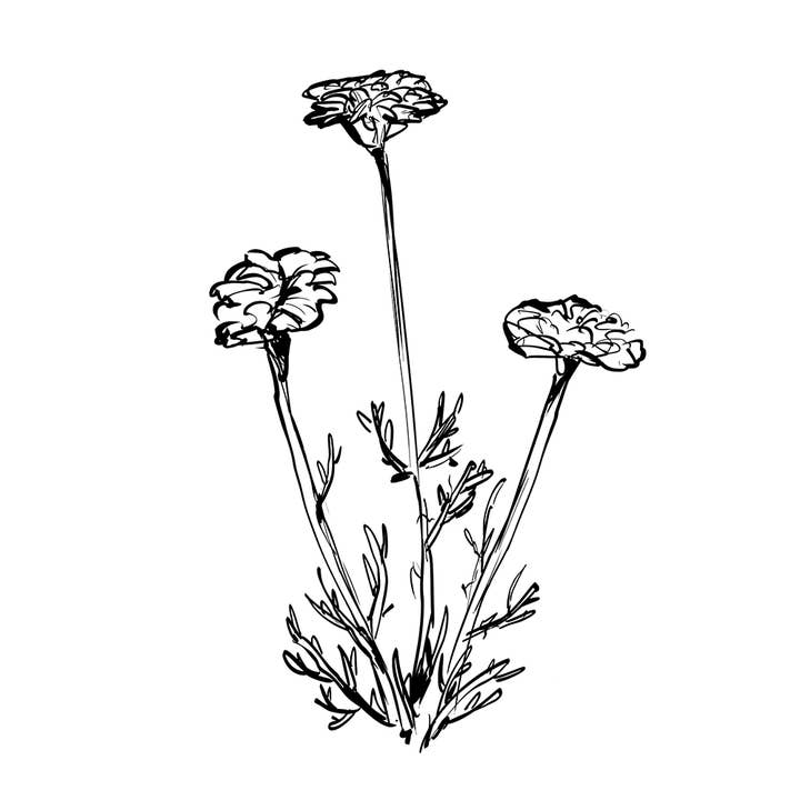 Essences Naturelles Corses - Wholesale Essential Oil - Synergy - Soothing - Relaxing - Aromatherapy - 10ml6