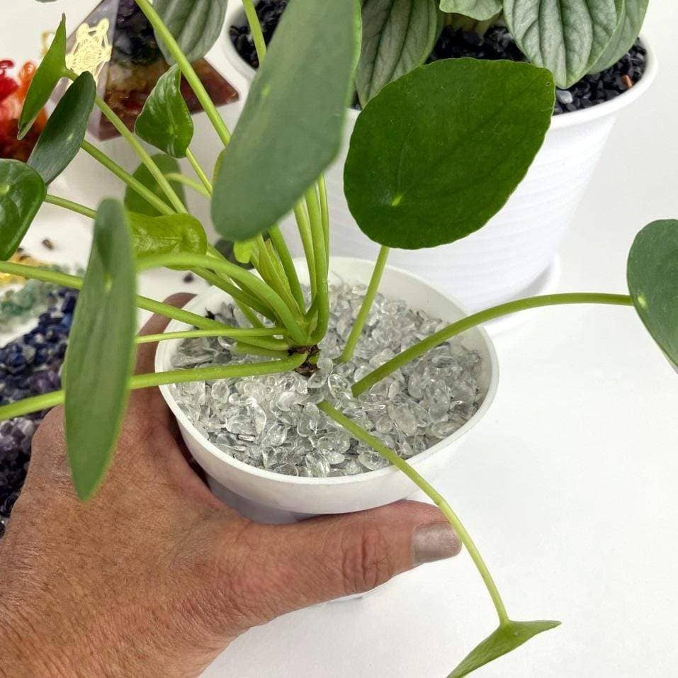 Rock Paradise - Wholesale Spiritual Stone/Crystal - 7 Chakra Assorted Spiritual Stone Gemstone Crystal Chips8