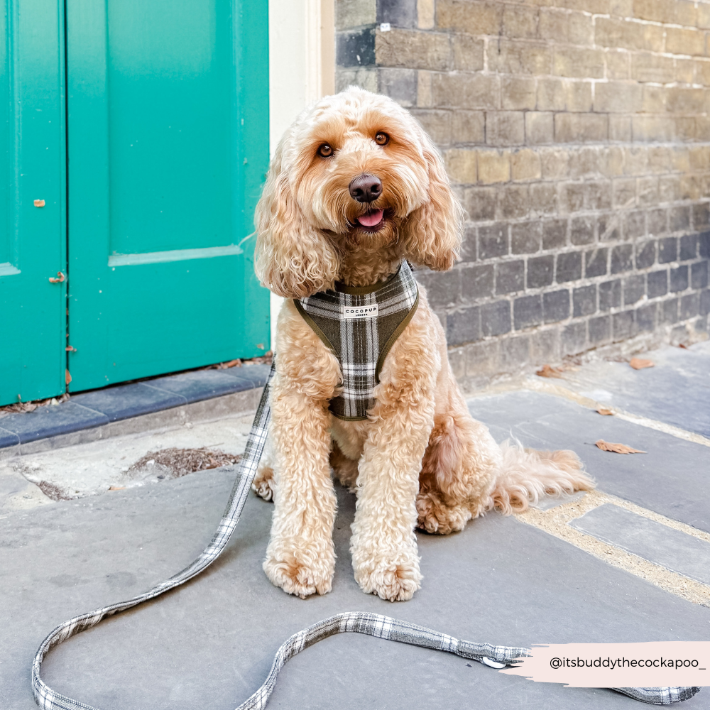 Cocopup London – wholesale Pet harness – Dog – Olive Check Adjustable Neck HARNESS20