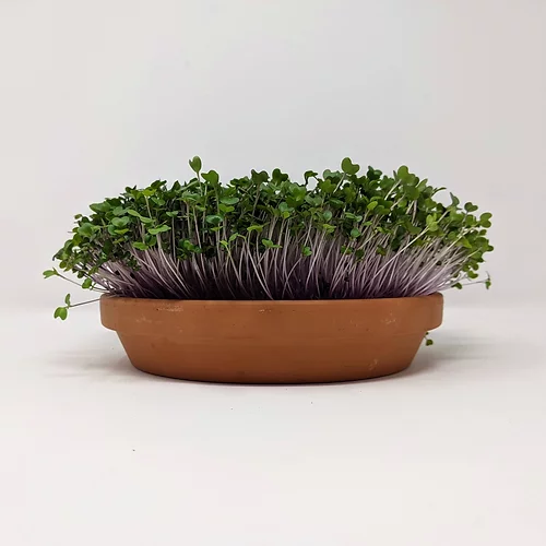 Getting People Growing - Wholesale Plant Seeds - MicroKit - Microgreen growing kit3