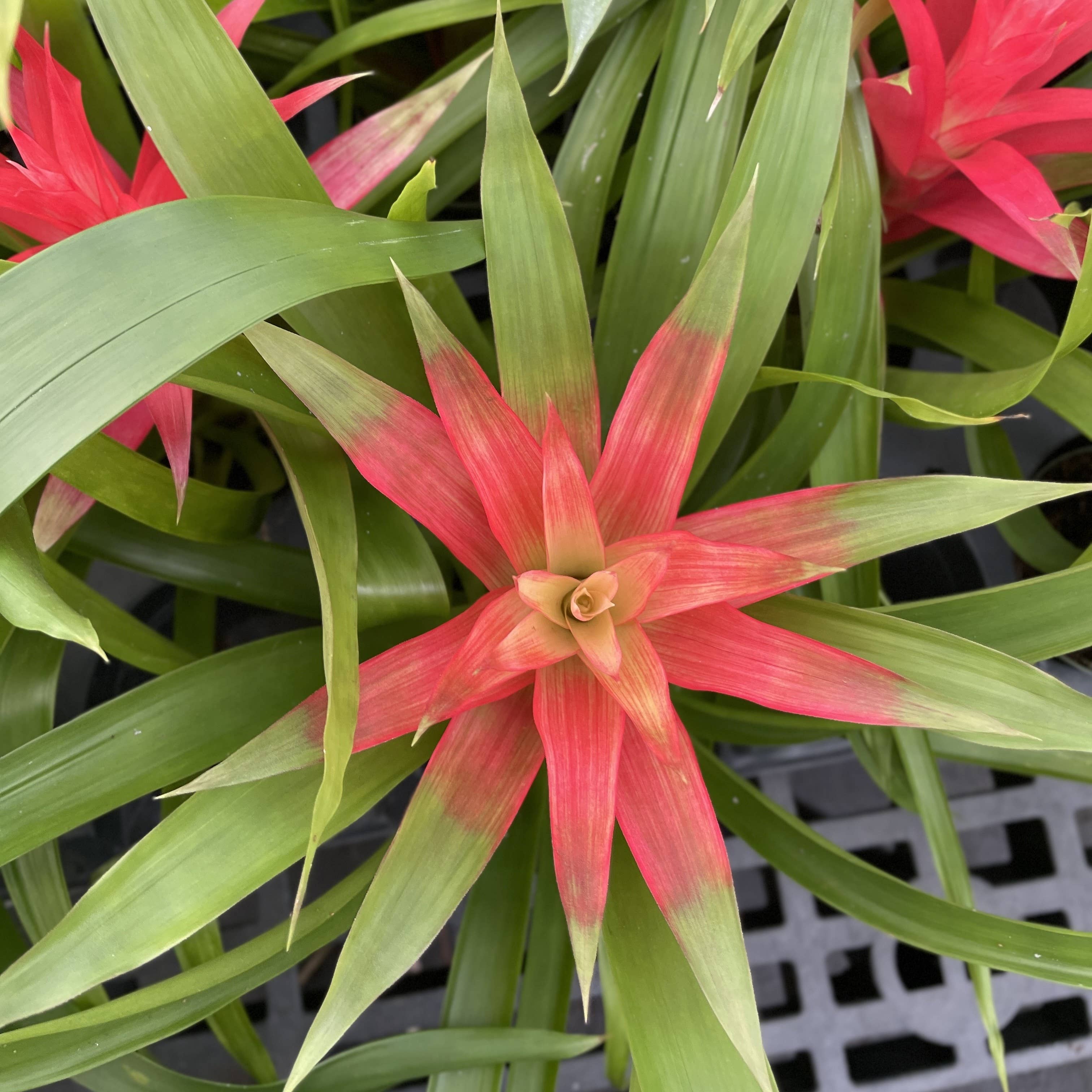 Thorsen's Greenhouse - Wholesale Live Plant - Bromeliad Guzmania- 4" Live Plant - Assorted10
