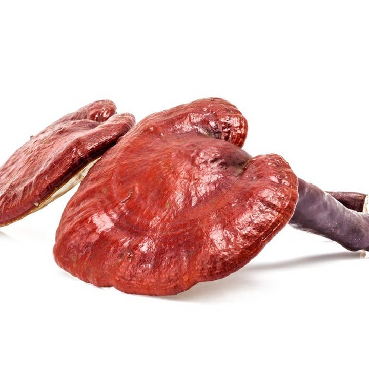 Vegan Vitality - Wholesale Oral Supplement/Vitamin - Super Mushroom Complex: A Formula Of 6 Powerful Mushrooms3