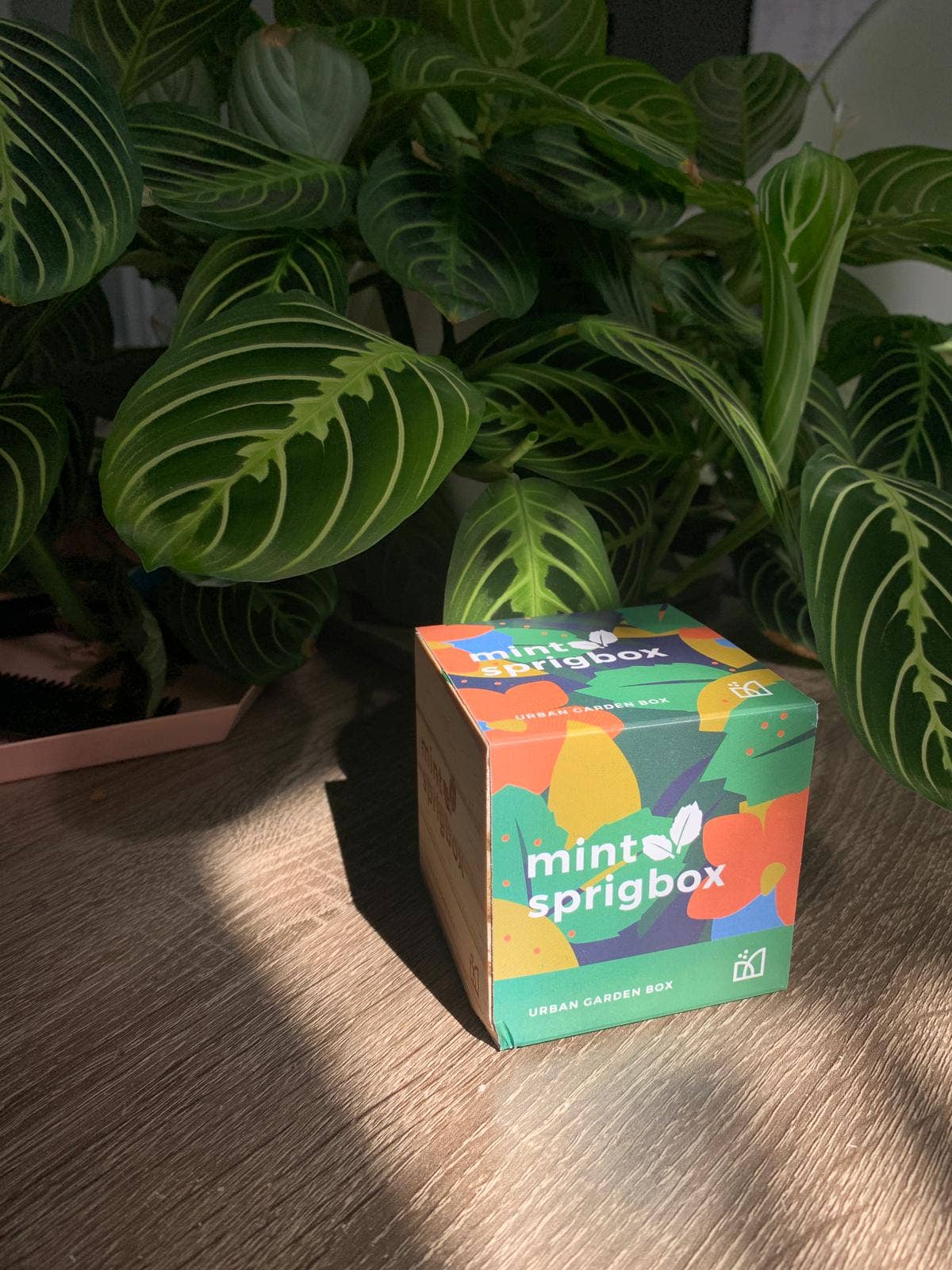 Sprigbox - Wholesale Plant Seeds - Mint Grow Kit | Wooden Planter Box | Indoor Herb Gardening1