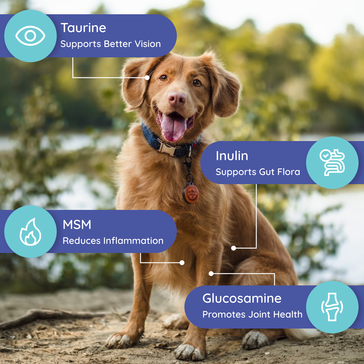 Petralyte - Vendita all'ingrosso Integratore per animali domestici - Cani - Integratore elettrolitico e articolare per cani | Beef Lovers6