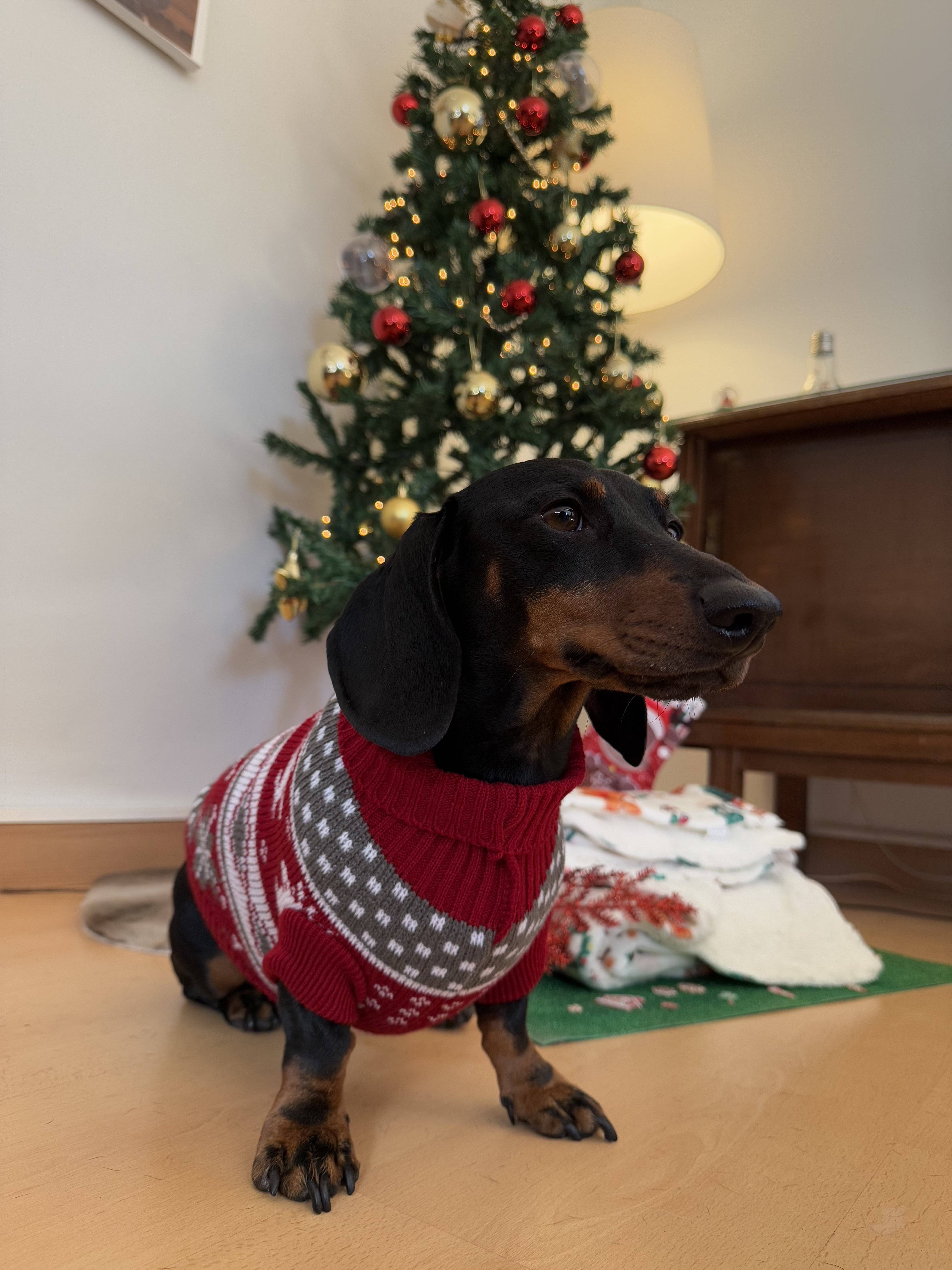 Wildbite Amantes Peludos – Großhandel Haustier-Pullover – Hund – Weihnachtspullover für Hunde mit Schneemotiv2