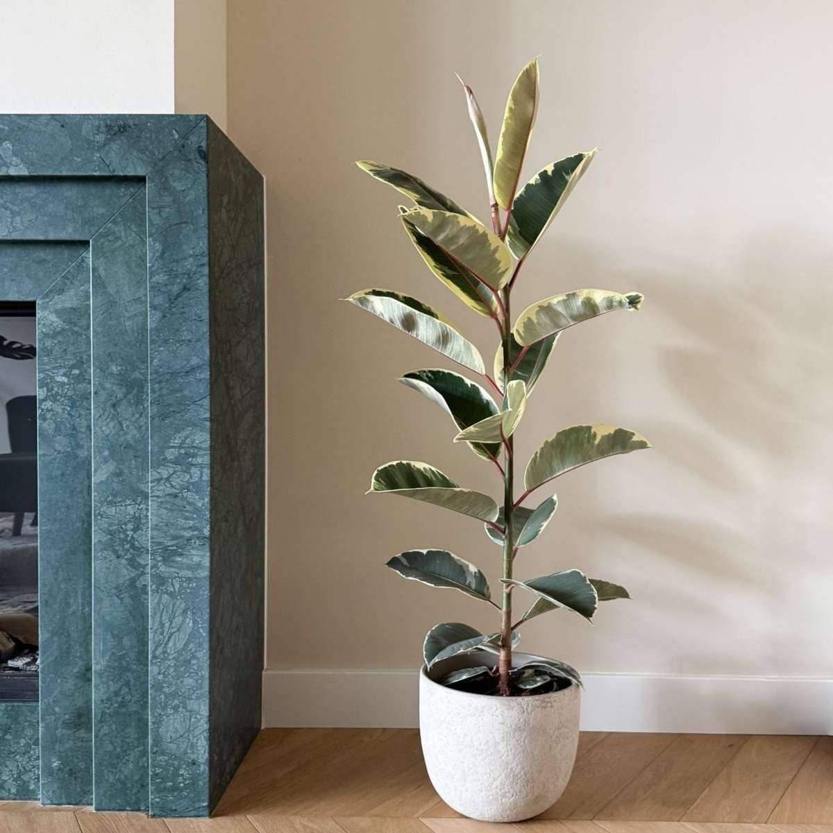 Oasis of Life - Wholesale Live Plant - Ficus Rubber Tree – Ficus Elastica Tineke – Height 75–100cm – Ø24cm – Variegated Houseplant with Green & Cream-Colored Leaves – Air-Purifying & Easy-Care Plant for Living Room & Office5