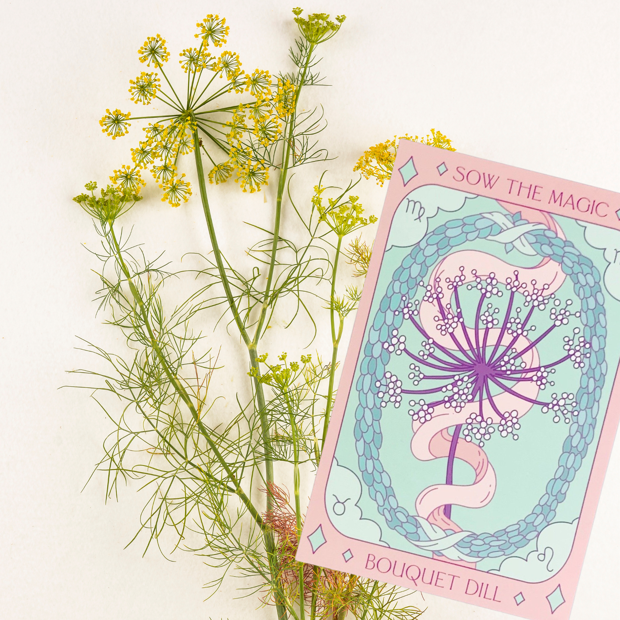 Sow the Magic - Wholesale Plant Seeds - Culinary Herb Bundle Seed Collection9