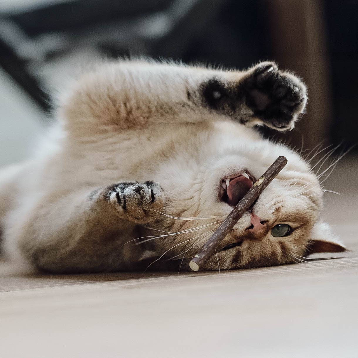 ne&no – Engroshandel Legetøj - Kat – ne&no® Matatabi pinde til katte - sæt med 3 - i gaveæske8