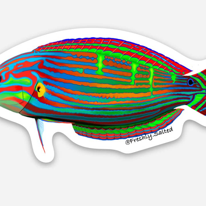Autocollant Melanurus Wrasse pour la vente par Freshly Salted LLC