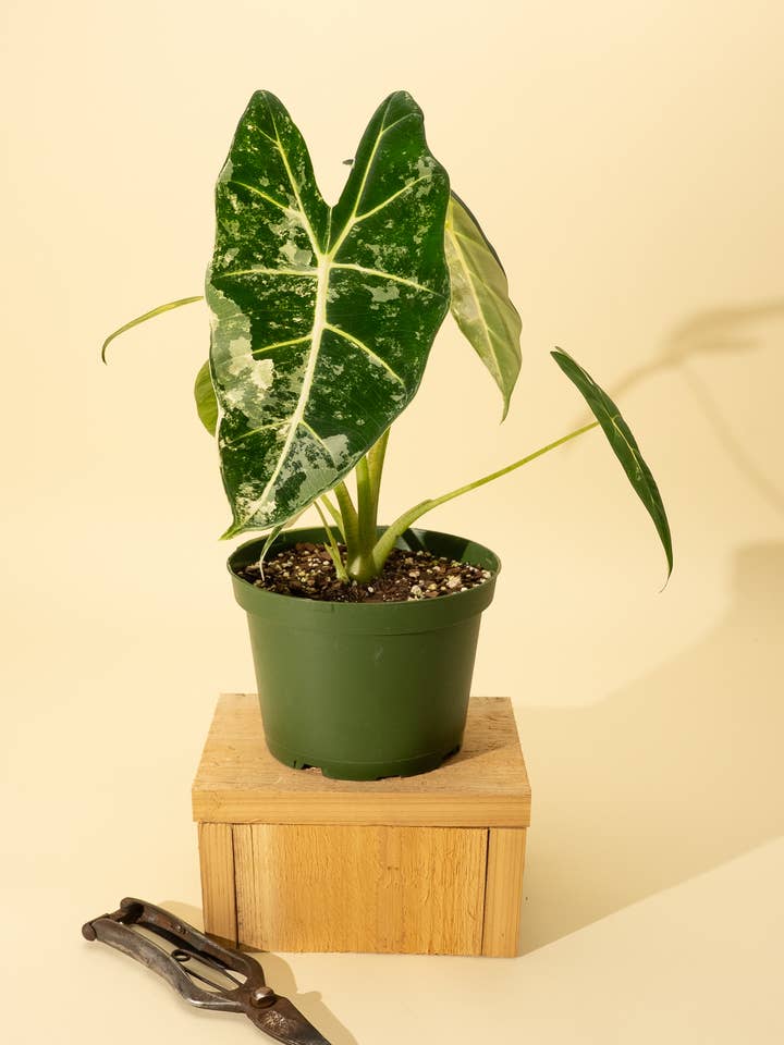 6" Variegated Alocasia 'Frydek' for wholesale by BWH Plant Co